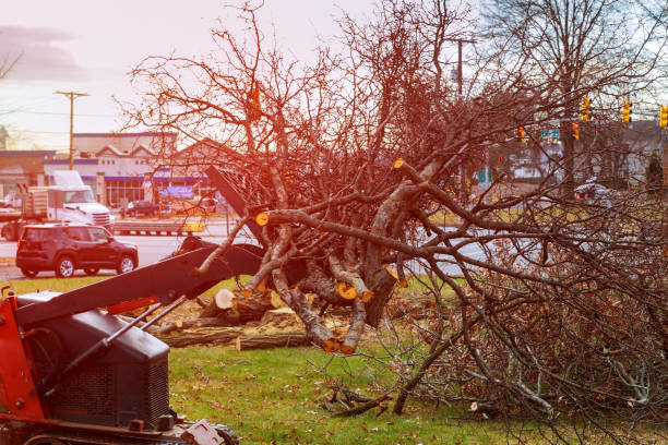 How Our Tree Care Process Works  in  Belmont, NC